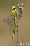 Plasrombout (Gomphus pulchellus)