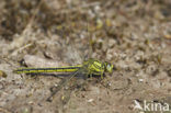 Plasrombout (Gomphus pulchellus)