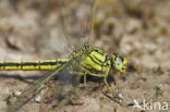 Plasrombout (Gomphus pulchellus)