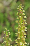 Poppenorchis (Aceras anthropophorum) 