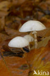 Porcelain fungus (Oudemansiella mucida)