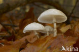 Porcelain fungus (Oudemansiella mucida)