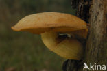 Prachtvlamhoed (Gymnopilus junonius)