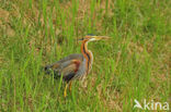 Purperreiger (Ardea purpurea) 