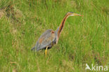 Purperreiger (Ardea purpurea) 