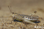 Bow-winged Grasshopper (Chorthippus biguttulus)