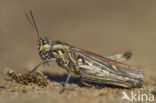 Bow-winged Grasshopper (Chorthippus biguttulus)