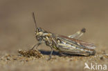 Bow-winged Grasshopper (Chorthippus biguttulus)