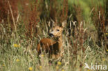Roe Deer (Capreolus capreolus)