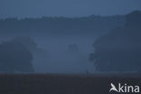 Roe Deer (Capreolus capreolus)