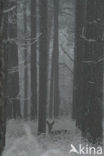 Roe Deer (Capreolus capreolus)