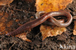 Earthworm (Lumbricus terrestris)