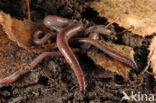 Earthworm (Lumbricus terrestris)