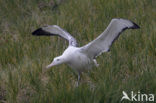 Reuzenalbatros (Diomedea exulans) 