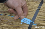 Riet (Phragmites australis)