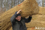 Riet (Phragmites australis)