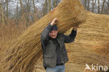 Common Reed (Phragmites australis)