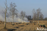 Riet (Phragmites australis)