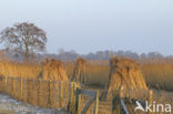 Riet (Phragmites australis)