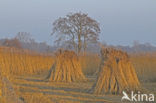 Riet (Phragmites australis)