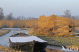 Riet (Phragmites australis)