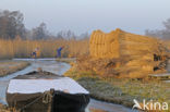 Riet (Phragmites australis)