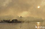 Riet (Phragmites australis)