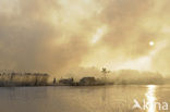 Common Reed (Phragmites australis)