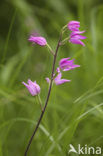 Red Helleborine (Cephalanthera rubra)
