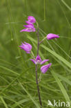 Rood bosvogeltje (Cephalanthera rubra) 