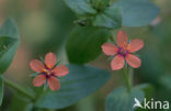 Scarlet Pimpernel (Anagallis arvensis subsp. arvensis)