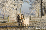 Roodbonte MRIJ Koe (Bos domesticus)