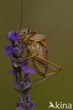 Saddle-backed bush-cricket (Ephippiger provincialis)