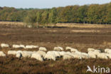 Schaap (Ovis domesticus)