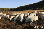 Schaap (Ovis domesticus)