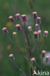 Blue Fleabane (Erigeron acer)