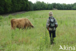 Schotse Hooglander