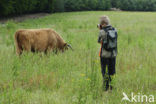 Highland Cow (Bos domesticus)