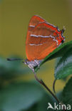 Brown Hairstreak (Thecla betulae)