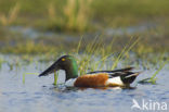 Northern Shoveler (Anas clypeata)