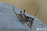 Small Alpine Bush-cricket (Anonconotus alpinus)