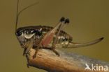 Small Alpine Bush-cricket (Anonconotus alpinus)