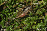 Small Alpine Bush-cricket (Anonconotus alpinus)