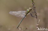 Downy Emerald (Cordulia aenea)