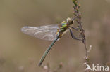 Smaragdlibel (Cordulia aenea)