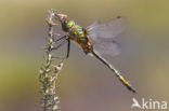 Downy Emerald (Cordulia aenea)