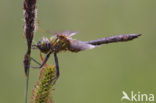 Downy Emerald (Cordulia aenea)