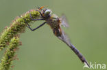 Downy Emerald (Cordulia aenea)