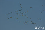 Wigeon (Anas penelope)