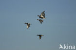 Wigeon (Anas penelope)